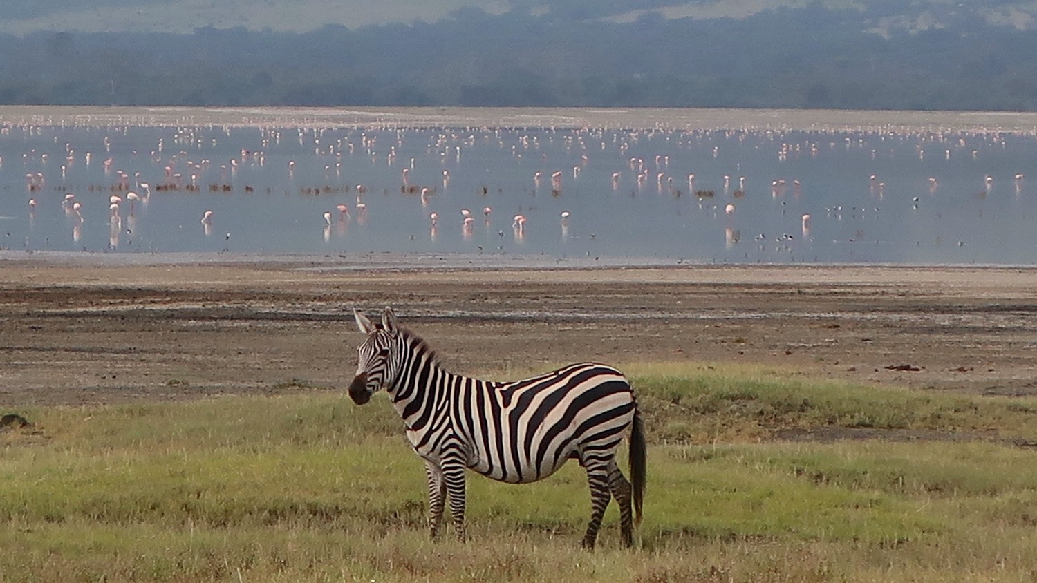 Zebra with Flamingos
